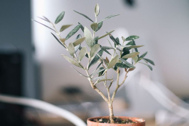 Easy, Tax-Friendly Giving