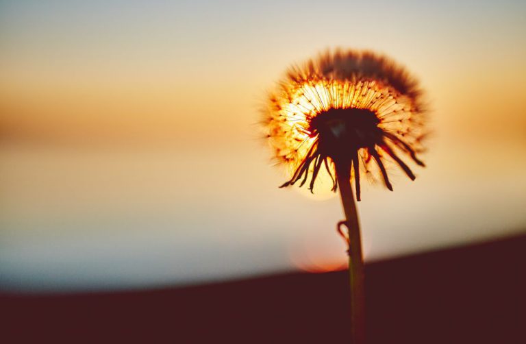 Charitable Remainder Trust Early Termination, Part 1